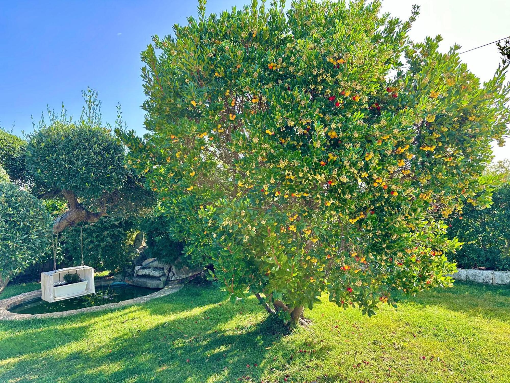 Trulli Fenice 阿尔贝罗贝洛 客房 照片